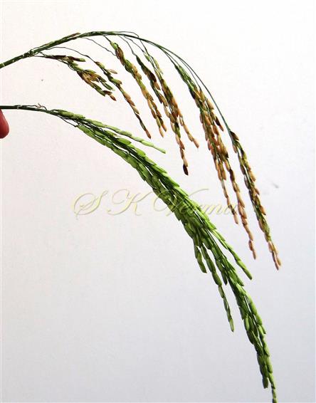  Inflorescence bearing racemes
